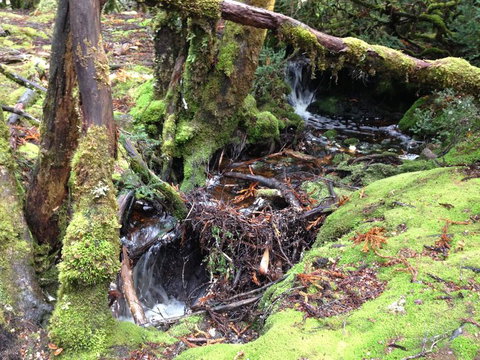 Cradle Mountain National Park Day Tour From Launceston - Australia Accommodation 7