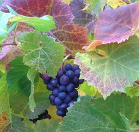 Wine at the weekend Tour from Hobart - Australia Accommodation