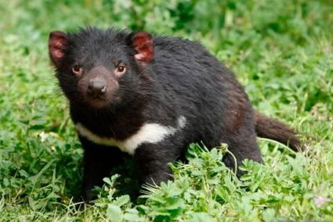 Tasmania Sightseeing Pass: Flexi 3 Pass - Australia Accommodation 1