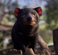 Mt. Field National Park and Bonorong Wildlife Park - Australia Accommodation