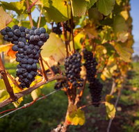 Tastes and Wines - Australia Accommodation