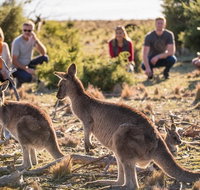 8-Day Tasman Wildlife and Wilderness Encounter Including Accommodation - Australia Accommodation