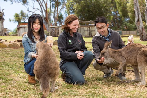 Bonorong Wildlife Park And Richmond Afternoon Tour From Hobart - Australia Accommodation 0