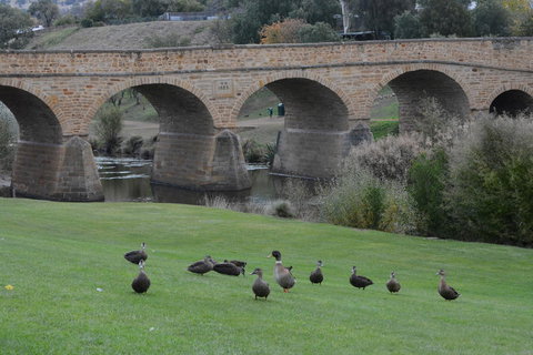 Bonorong Wildlife Park And Richmond Afternoon Tour From Hobart - Australia Accommodation 3
