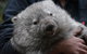 Bonorong Wildlife Park And Richmond Afternoon Tour From Hobart - thumb 2