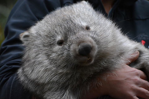 Bonorong Wildlife Park And Richmond Afternoon Tour From Hobart - Australia Accommodation 2
