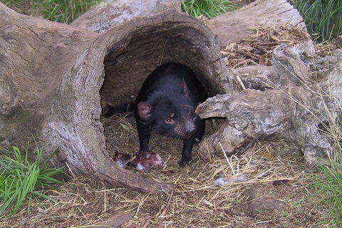 Bonorong Wildlife Park And Richmond Afternoon Tour From Hobart - Australia Accommodation 4