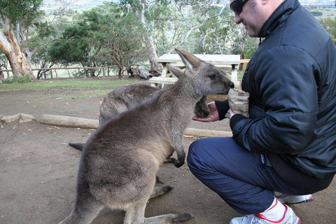 Small-group Tour From Hobart: Native Flora And Fauna, Incl. Royal Bot. Gardens - Australia Accommodation 1