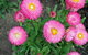 Small-group Tour From Hobart: Native Flora And Fauna, Incl. Royal Bot. Gardens - thumb 3