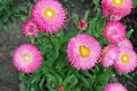 Small-group Tour From Hobart: Native Flora And Fauna, Incl. Royal Bot. Gardens - Australia Accommodation 3