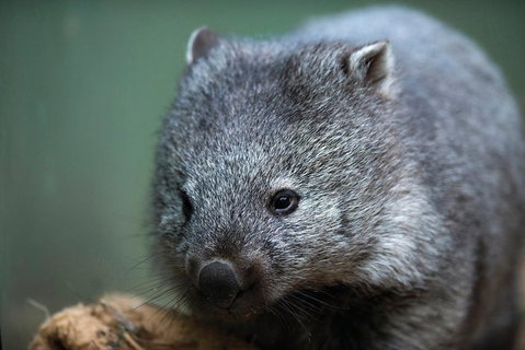Small-group Tour From Hobart: Native Flora And Fauna, Incl. Royal Bot. Gardens - Australia Accommodation 4
