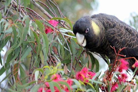 Small-group Tour From Hobart: Native Flora And Fauna, Incl. Royal Bot. Gardens - Australia Accommodation 8