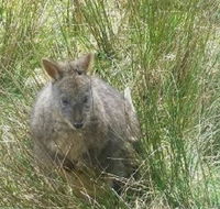Leven Canyon Day Trip Including Wings Wildlife Park or Gunns Plains Caves from Devonport Ulverstone or Burnie - Australia Accommodation
