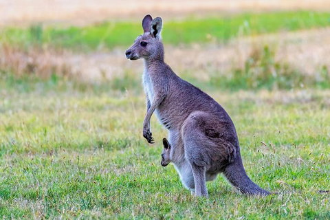 Bonorong Wildlife Park, Richmond Village, Hobart Highlights - Australia Accommodation 0