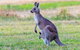 Bonorong Wildlife Park, Richmond Village, Hobart Highlights - thumb 2