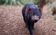 Bonorong Wildlife Park, Richmond Village, Hobart Highlights - thumb 5