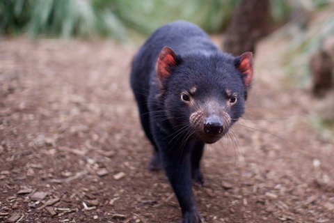 Bonorong Wildlife Park, Richmond Village, Hobart Highlights - Australia Accommodation 5