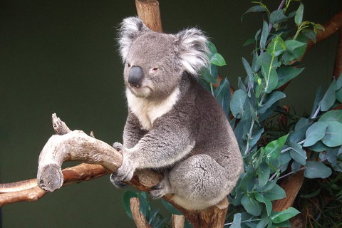 Bonorong Wildlife Park, Richmond Village, Hobart Highlights - Australia Accommodation 4