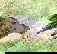 Day Keeper Tour - Australia Accommodation