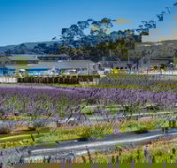 Private Tasman Peninsula Cruise Ship Tour from Port Arthur - Australia Accommodation