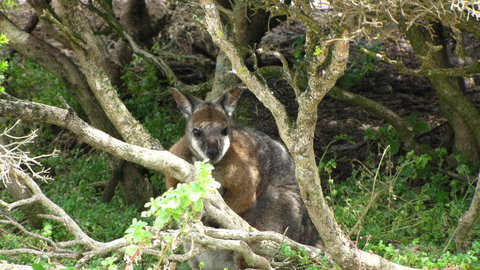Kangaroo Island In A Day Tour From Adelaide - Australia Accommodation 23