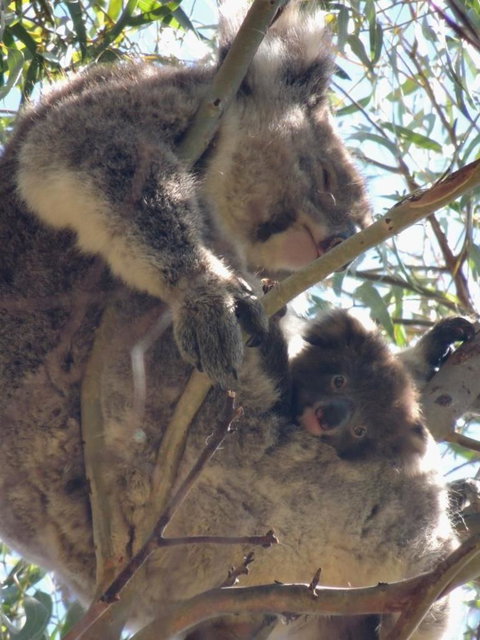 Kangaroo Island In A Day Tour From Adelaide - Australia Accommodation 16