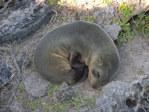 Kangaroo Island In A Day Tour From Adelaide - Australia Accommodation 12