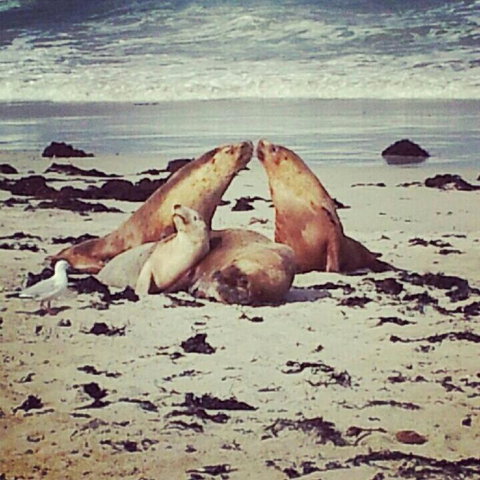Kangaroo Island In A Day Tour From Adelaide - Australia Accommodation 24