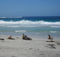 Kangaroo Island in a Day Tour from Adelaide - Australia Accommodation