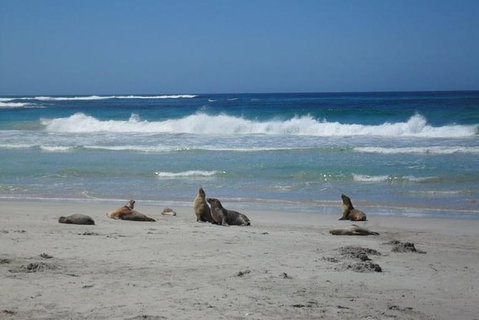 Kangaroo Island In A Day Tour From Adelaide - Australia Accommodation 0
