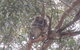 Kangaroo Island In A Day Tour From Adelaide - thumb 22