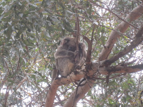 Kangaroo Island In A Day Tour From Adelaide - Australia Accommodation 22