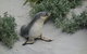Kangaroo Island In A Day Tour From Adelaide - thumb 19