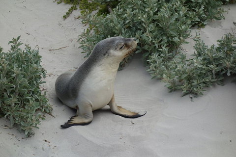 Kangaroo Island In A Day Tour From Adelaide - Australia Accommodation 19