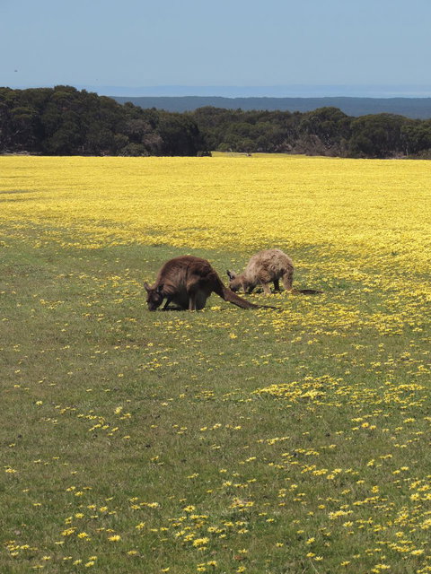Kangaroo Island In A Day Tour From Adelaide - Australia Accommodation 14
