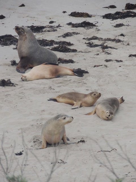 Kangaroo Island In A Day Tour From Adelaide - Australia Accommodation 15