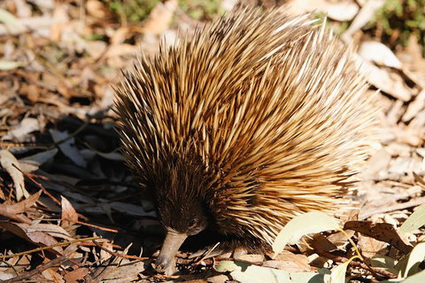 Kangaroo Island In A Day Tour From Adelaide - Australia Accommodation 29