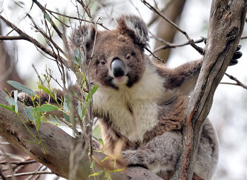 Kangaroo Island In A Day Tour From Adelaide - Australia Accommodation 27