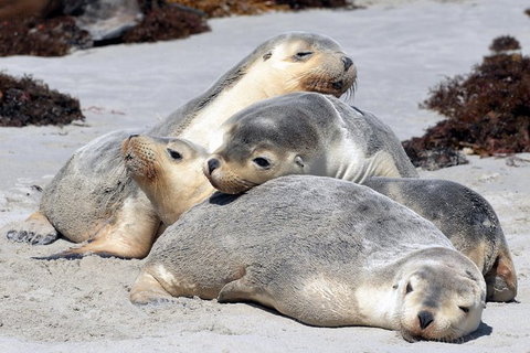 Small-Group Kangaroo Island 4WD Tour From Adelaide - Australia Accommodation 1