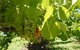 Barossa Valley With Hahndorf Tour From Adelaide - thumb 4