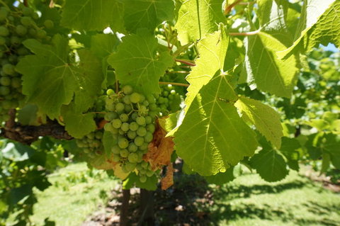 Barossa Valley With Hahndorf Tour From Adelaide - Australia Accommodation 4