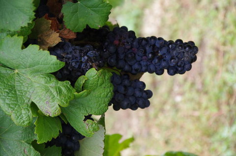 Barossa Valley Wineries Tour With Tastings And Lunch From Adelaide - Australia Accommodation 5