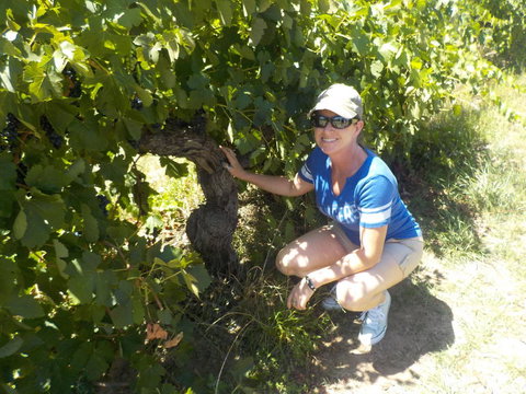 Barossa Valley Wineries Tour With Tastings And Lunch From Adelaide - Australia Accommodation 11