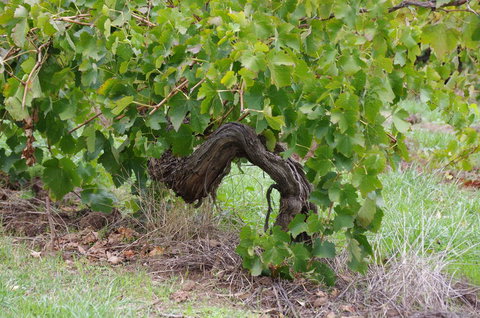 Barossa Valley Wineries Tour With Tastings And Lunch From Adelaide - Australia Accommodation 7