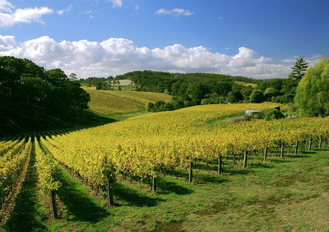 McLaren Vale And Glenelg Wine Tasting And Sightseeing (Half-day Afternoon) - Australia Accommodation 3