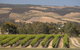 McLaren Vale And Glenelg Wine Tasting And Sightseeing (Half-day Afternoon) - thumb 9