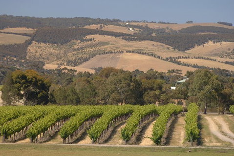 McLaren Vale And Glenelg Wine Tasting And Sightseeing (Half-day Afternoon) - Australia Accommodation 9