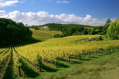 McLaren Vale And Glenelg Wine Tasting And Sightseeing (Half-day Afternoon) - Australia Accommodation 6