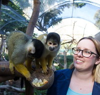 Adelaide Zoo Behind the Scenes Experience Squirrel Monkey Feeding - Australia Accommodation