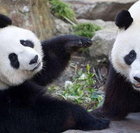 Adelaide Zoo Behind the Scenes Experience Exclusive Giant Panda Experience - Australia Accommodation